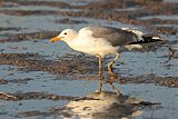 California Gull