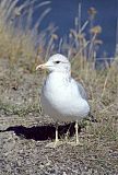 California Gullborder=