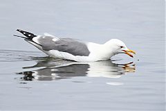 California Gull