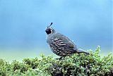 California Quail