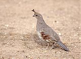 California Quail