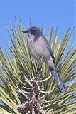 California Scrub-Jay