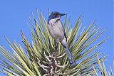 California Scrub-Jayborder=