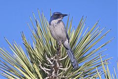 California Scrub-Jay