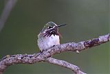Calliope Hummingbirdborder=