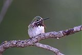 Calliope Hummingbird