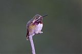 Calliope Hummingbird