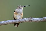 Calliope Hummingbirdborder=