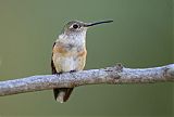 Calliope Hummingbird