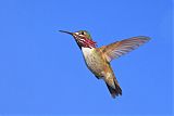 Calliope Hummingbirdborder=