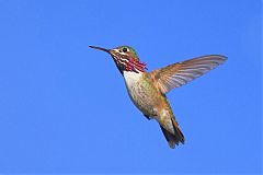Calliope Hummingbird