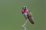 Calliope Hummingbirdborder=