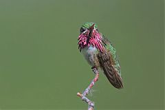 Calliope Hummingbird