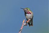 Calliope Hummingbirdborder=