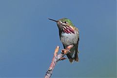 Calliope Hummingbird
