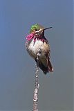 Calliope Hummingbird