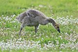 Canada Goose