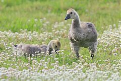 Canada Goose