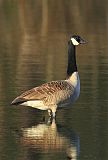 Canada Gooseborder=