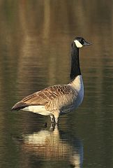 Canada Goose