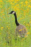 Canada Gooseborder=