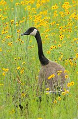 Canada Goose