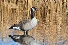 Canada Goose