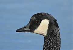 Canada Goose