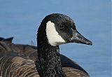 Canada Goose