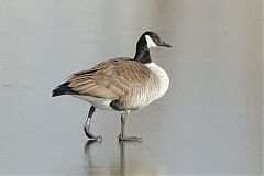 Canada Goose