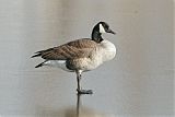 Canada Gooseborder=