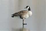 Canada Goose