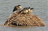 Canada Gooseborder=