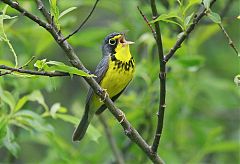 Canada Warbler