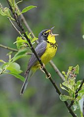 Canada Warbler