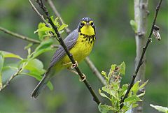 Canada Warbler