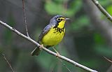 Canada Warbler