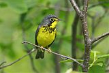 Canada Warbler