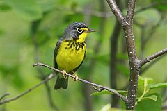 Canada Warbler