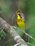 Canada Warbler