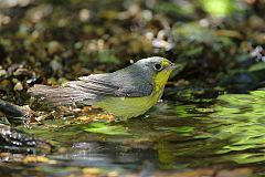 Canada Warbler