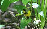 Canada Warbler