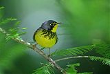 Canada Warbler