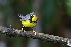 Canada Warbler