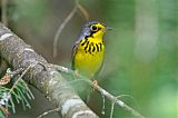 Canada Warbler