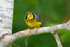 Canada Warbler