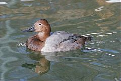 Canvasback