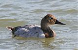 Canvasback