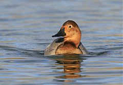 Canvasback