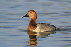 Canvasback